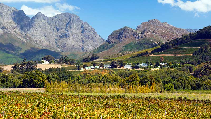 Ving�rder med h�ye fjell i bakgrunnen i Franschhoek 