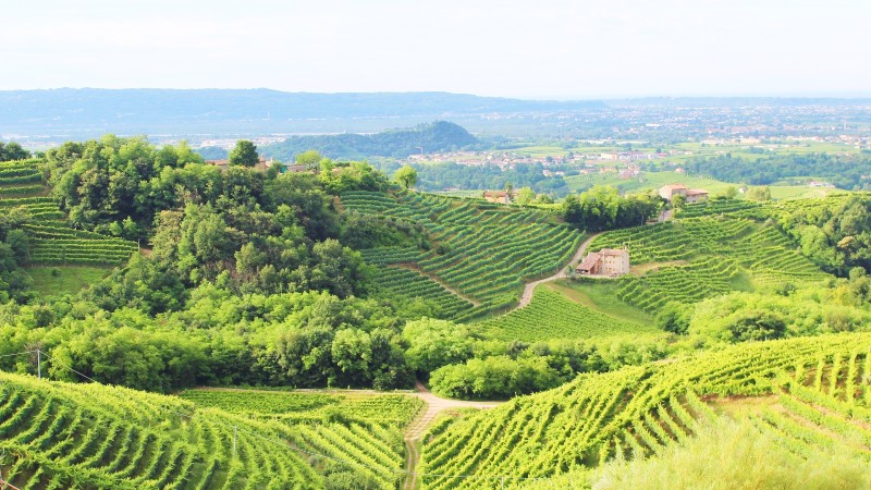 Gr�nne prosecco�ser